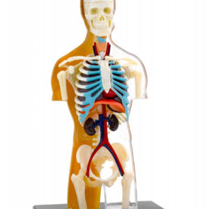 Kit STEM Anatomia corpului uman Thames & Kosmos