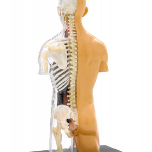 Kit STEM Anatomia corpului uman Thames & Kosmos