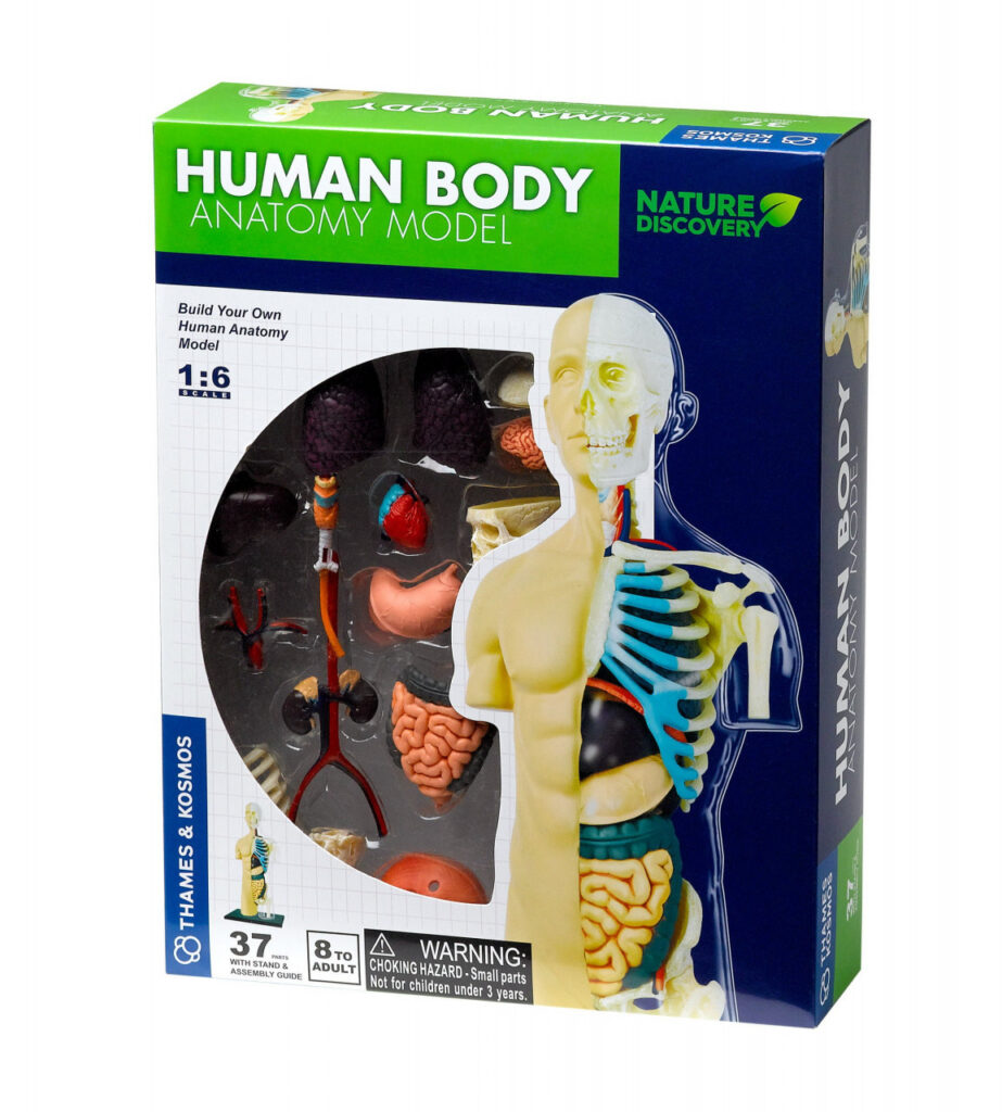 anatomia corpului uman Thames & Kosmos