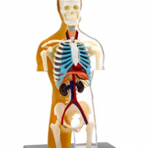 Kit STEM Anatomia corpului uman Thames & Kosmos